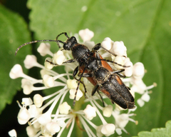 Brachyleptura brevis