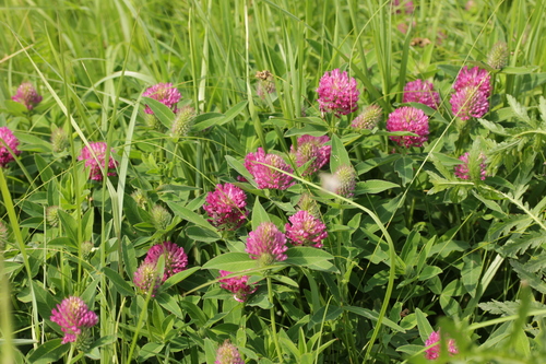 Šilinis dobilas nuotrauka