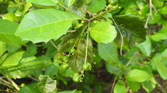 Alchornea aquifolia