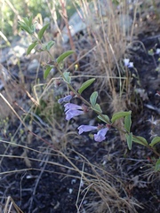 Scutellaria antirrhinoides