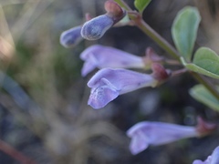 Scutellaria antirrhinoides