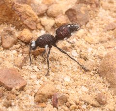 Ephutomorpha albosignata