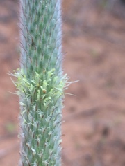 Dalea cylindriceps