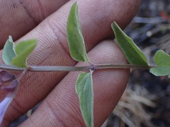 Scutellaria antirrhinoides