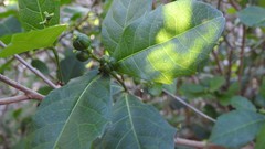 Alchornea aquifolia