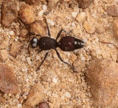 Ephutomorpha albosignata