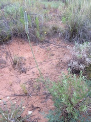 Dalea cylindriceps