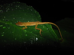 Anolis rodriguezii