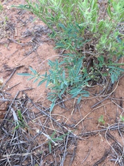 Dalea cylindriceps