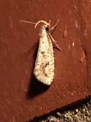 Acrolophus mortipennella