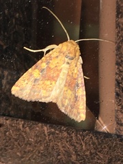Perigea