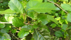 Alchornea aquifolia