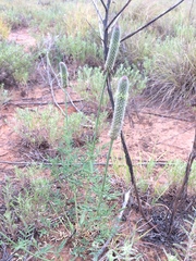Dalea cylindriceps