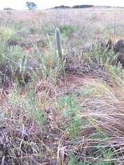 Dalea cylindriceps