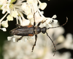 Brachyleptura brevis