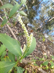 Persicaria attenuata