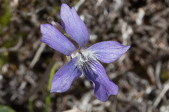 Viola epipsiloides