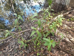 Persicaria attenuata