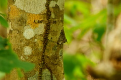 Hamadryas glauconome