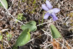 Viola epipsiloides