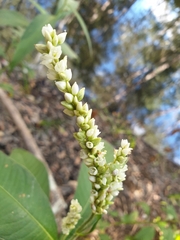 Persicaria attenuata
