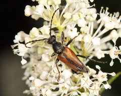 Brachyleptura brevis
