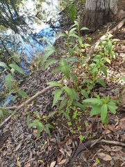 Persicaria attenuata