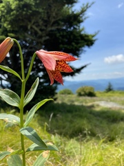 Lilium grayi