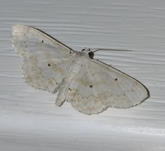 Idaea obfusaria