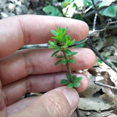 Peperomia leptophylla