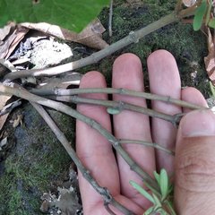 Peperomia leptophylla