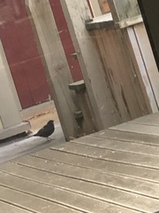 Turdus merula merula