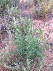 Dalea cylindriceps