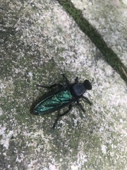 Microstylum oberthurii