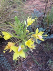 Oenothera rhombipetala