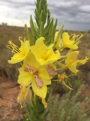Oenothera rhombipetala