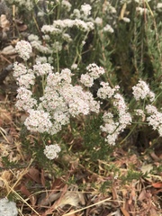 Eriogonum arborescens