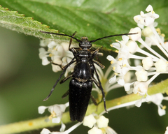Typocerus lugubris