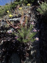 Erigeron klamathensis