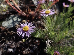 Erigeron klamathensis