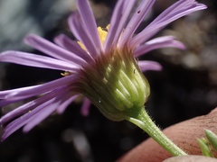 Erigeron klamathensis