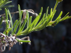 Erigeron klamathensis
