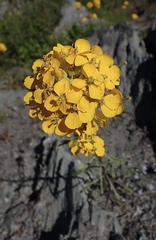 Erysimum perenne