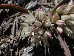 Allium siskiyouense