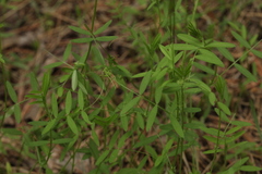 Vicia tetrasperma