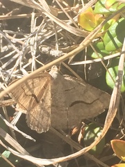 Digrammia rippertaria