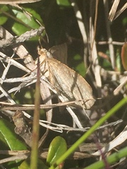Digrammia rippertaria