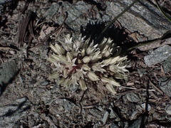 Allium siskiyouense
