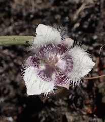 Calochortus elegans nanus