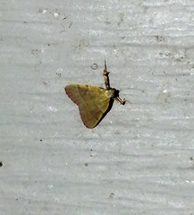 Basacallis tarachodes